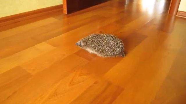 Кот Шуша и ежик - cat and hedgehog смотреть онлайн