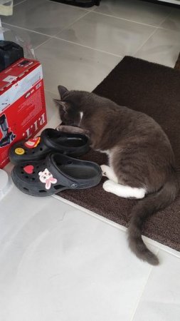 Когда тапки интереснее всех игрушек! 😼👟
