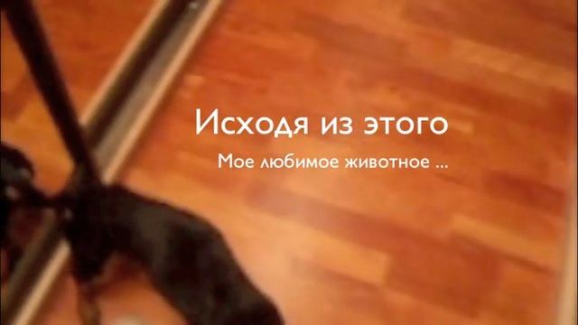 Моя собака Чупик смотреть онлайн