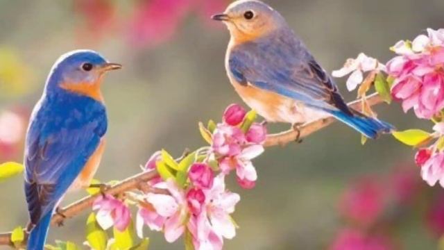 8-март байрам табриги! Аёл хакида шеър 🌷🌷🌷 смотреть онлайн