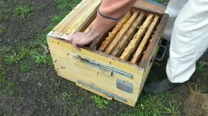Первое расширение гнезда.