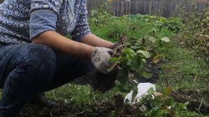 Посадка клубники осенью