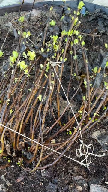 Срочно ! Открываем широколистные гортензии и розы! смотреть онлайн