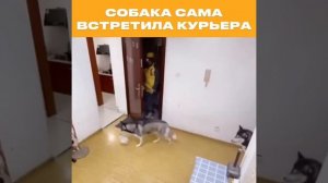 121. Собака сама встретила курьера 🤣#shorts  #приколы #shortvideo #юмор #смех #funny