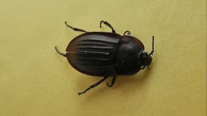 Silpha carinata (мертвоед ребристый)