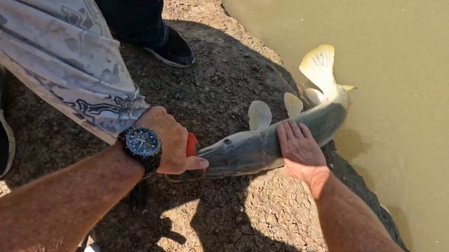 ALLIGATOR GAR TAKES BIG BAIT ON OKUMA CEYMAR 5500 | TRINITY RIVER смотреть онлайн