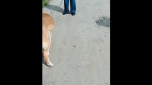 Буся, Бусинка, солнышко, умница и красавица ехала искать свой дом.