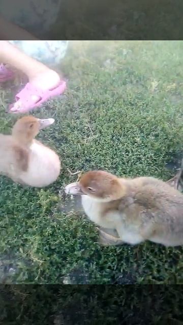 Индоутятам 3 недели. смотреть онлайн