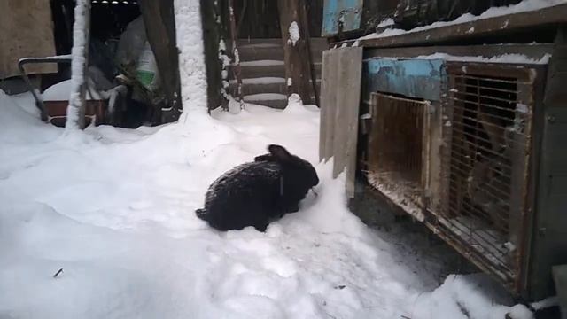 Кролик на свободном выгуле. смотреть онлайн