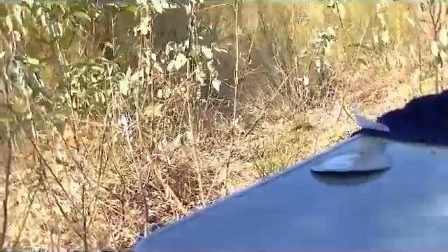 Video 87 Big Australian wasp смотреть онлайн