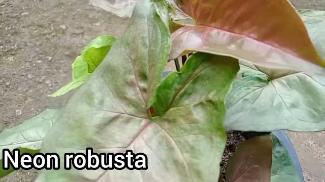 my syngonium collection|syngonium varieties|syngonium plant| Malayalam