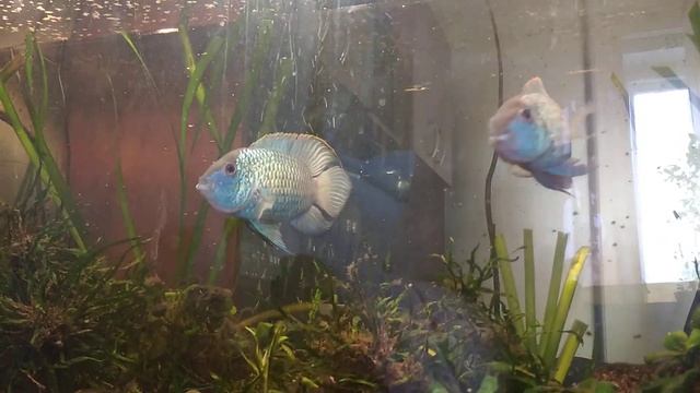 мой аквариум: голубые наннокары смотреть онлайн