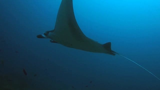 Diving with sharks and manta rays Bali,Indonesia. Scuba Diving. Rekiny i manty na Bali, Indonezja.