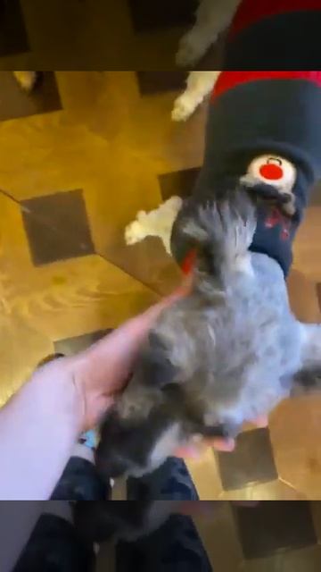 Symiko.ru | Собака Бетти ищет дом. Отдаем бесплатно. Собаки в дар в добрые руки. смотреть онлайн