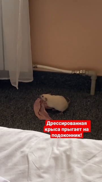 Дрессированная крыса запрыгивает на подоконник!#крыса#крысы#rat#rats#shorts#короткиевидео смотреть онлайн