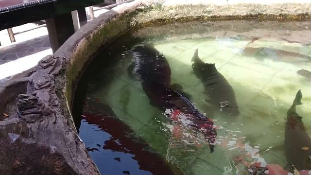 Arapaima Gigas In My Fish Pond