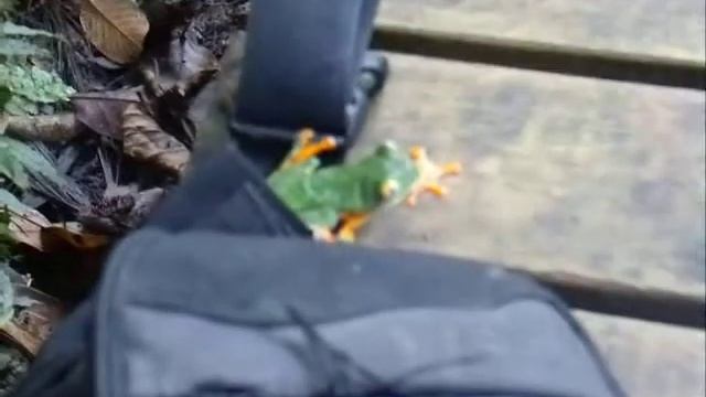 Cruziohyla calcarifer 4 смотреть онлайн