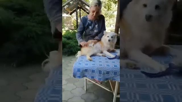 Ненецкая оленегонная лайка. Наши собаки