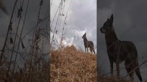 собаки дрессировка