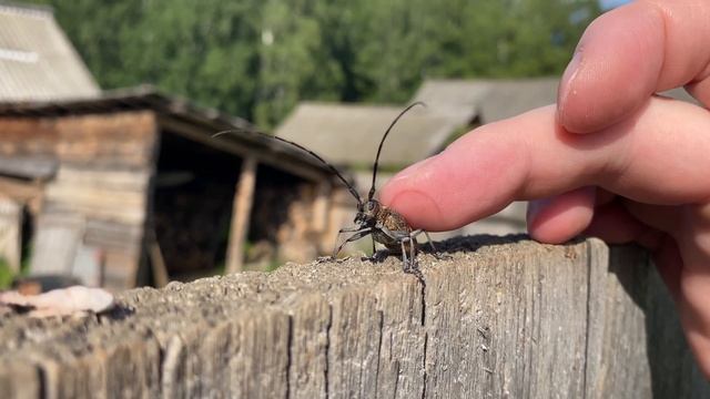 ЖУК ИВАН смотреть онлайн