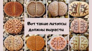 Выращиваю суккуленты из семян 🌵Живые камни 🌵Первые всходы