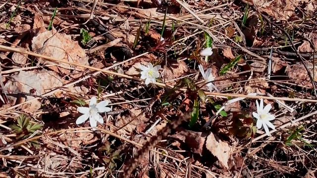 Western Sibiria.Spring 2020. Западная сибирь.Весна 2020 смотреть онлайн