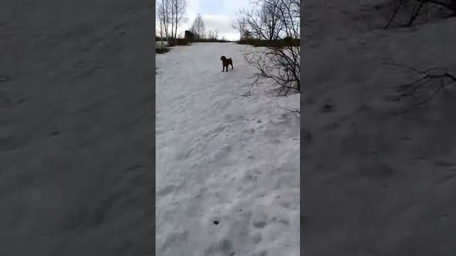 Филя спаниель на охоте))) смотреть онлайн