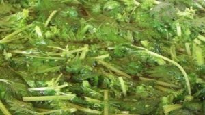 Зеленый борщ с крапивой