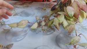 Хойя Валлиниана ( Hoya Walliniana )