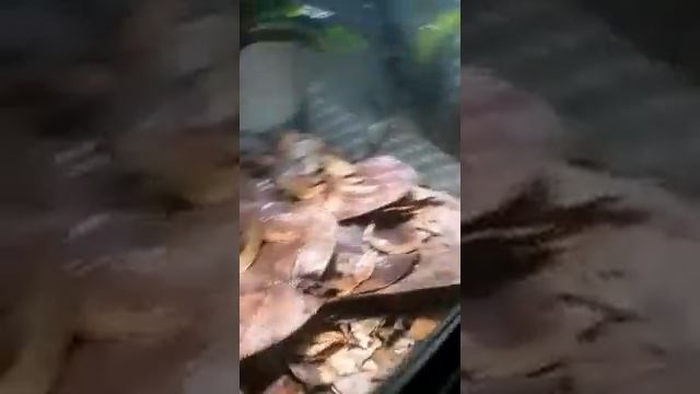 RANITOMEYA AMAZONICA ARENA BLANCA poison dart frogs смотреть онлайн