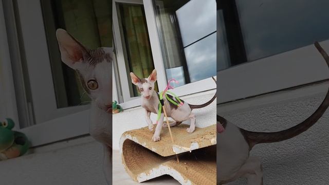 котенок Корниш-рекс продажа (1)