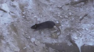 ДИКИЙ УЖАС НА УЛИЦЕ МОРОЗ, ОГРОМНЫЕ КРЫСЫ НЕ БОЯТЬСЯ ЛЮДЕЙ