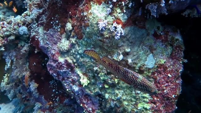 Diving Ras Um Sid #2 смотреть онлайн