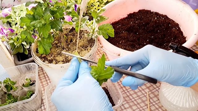 ВЫРАЩИВАНИЕ ХРИЗАНТЕМЫ ОТ А ДО Я. ВЕСЬ ПУТЬ ОТ МАТОЧНИКА И ДО ЧЕРЕНКА. смотреть онлайн