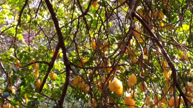 Karmbala / Star Fruit / Carambola - Gardening in Mangalore