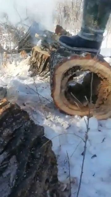 пчелы