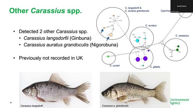 Virtual Fisheries Forum | Prussian Carp: A Recent Invader To English Waters смотреть онлайн