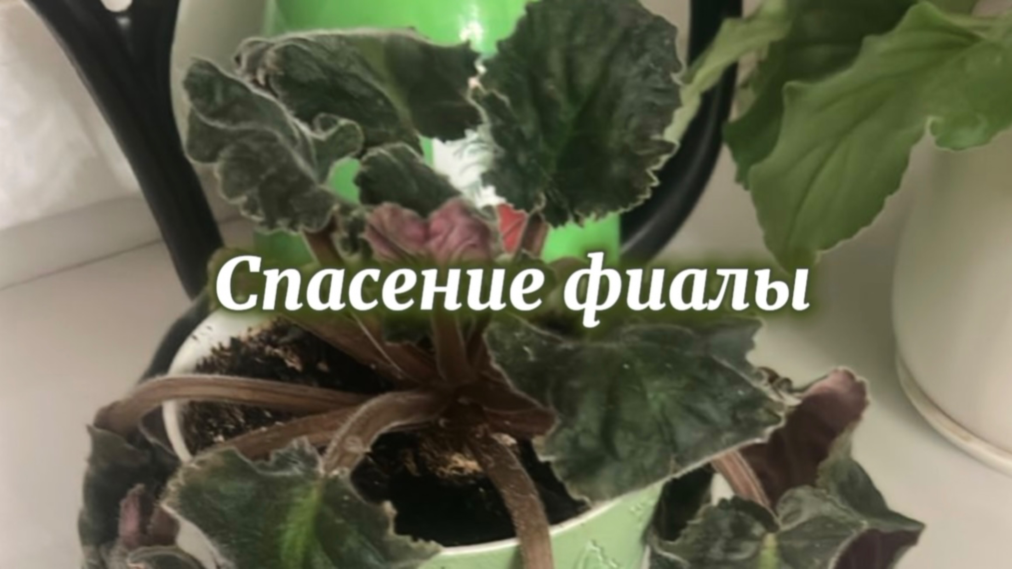 Лечение заболевшей фиалки