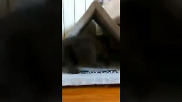 Шотландские котята черного окраса. смотреть онлайн