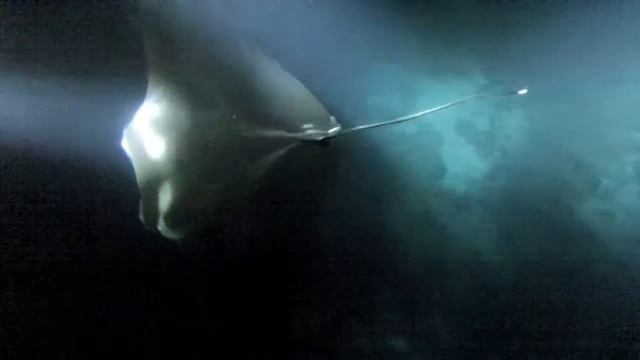 Night Swimming with Manta Rays - Kona, Hawaii смотреть онлайн
