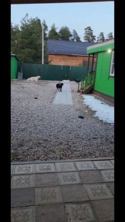 Вечерочек