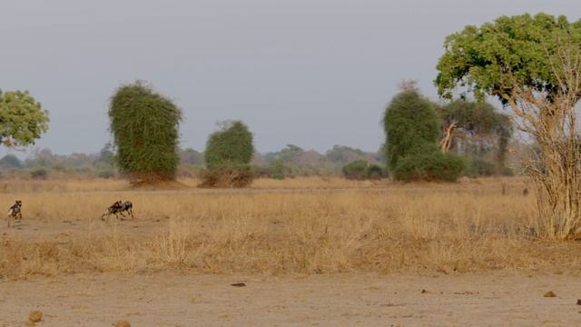 Cameraman Breaks Down Animal Hunting Scenes | Nature of the Beast | Love Nature смотреть онлайн