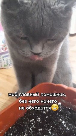 сажаем балконные огурцы
