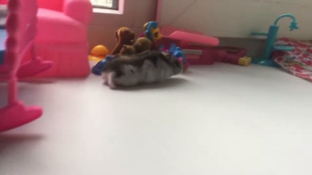 Семечка любопытная попа смотреть онлайн