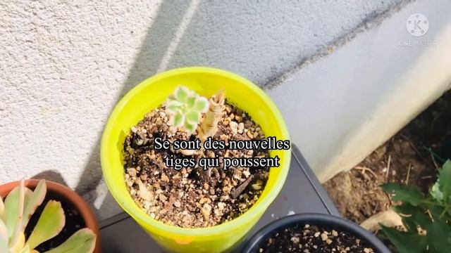 Je vous montre mes boutures aeonium #aeonium смотреть онлайн