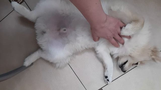 Собачка любит когда чешут животик смотреть онлайн