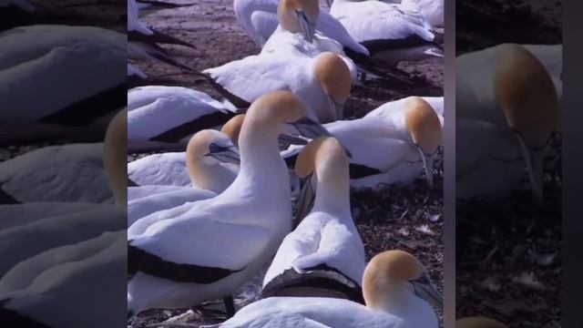 Чайки, не кричите, сердцу больно... смотреть онлайн