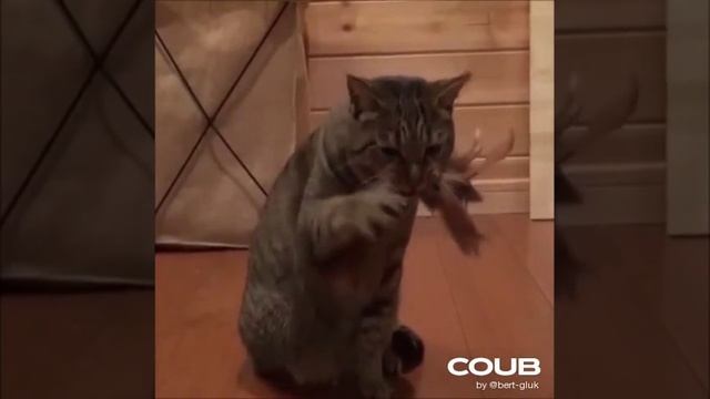Шансон *)