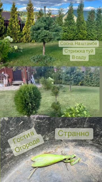Уход за садом. Гости в саду, саранча. Как формировать туи . смотреть онлайн