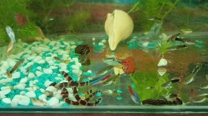 кюля. змейки .аквариумные саратов.